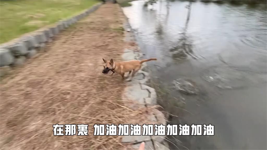 毛小孩颱風天仍想出去玩　新住民遛狗苦笑：落雨了還不捨走