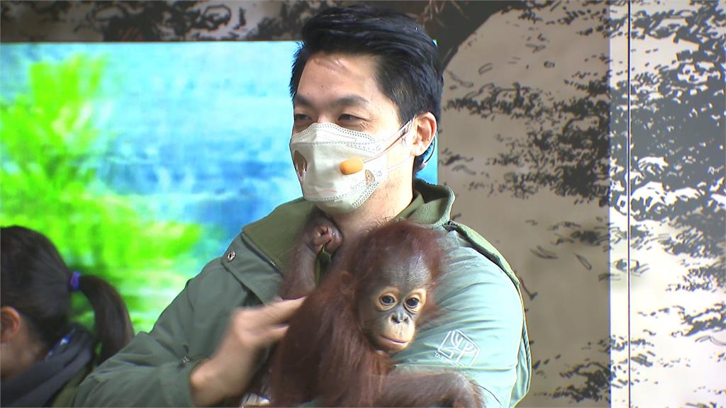 蔣萬安赴動物園探視紅毛猩猩寶寶　展「三寶爸」功力　單手換尿布
