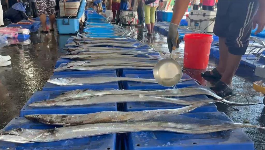 台東成功白帶魚大豐收　僅一個月達去年一整年收穫量