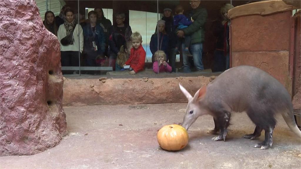 捷克布拉格動物園端南瓜大餐 和動物一起歡度萬聖節