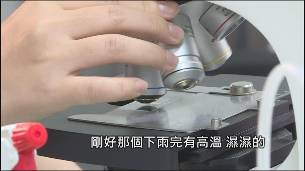 農作物生病也有醫生看! 桃13區農會唯一植物診療師在觀音