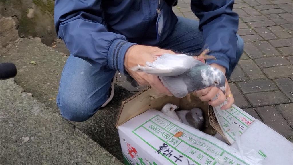 可惡!6隻鴿子裝箱棄苗栗公園 全無腳環還被剪毛!動防所要查