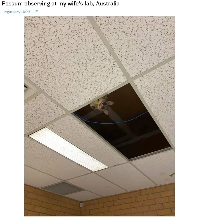 天花板破1大洞驚見「粉鼻生物」探頭淺笑！研究生嚇壞：牠在監視我