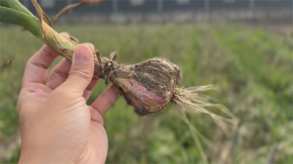 想護肝「無糖飲料」不要碰！專家示警天天喝恐「脂肪肝風險飆升60％」