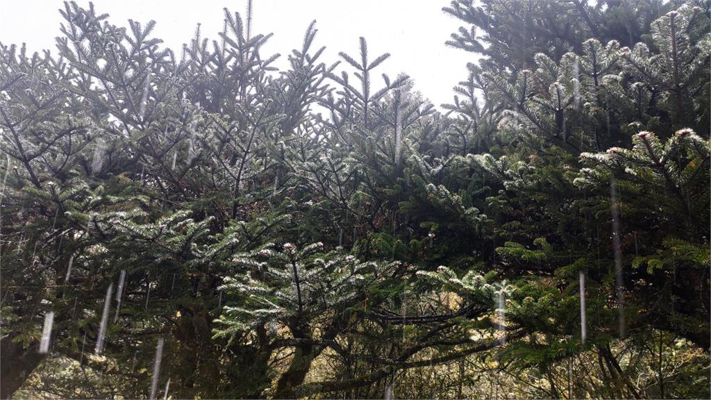 快新聞/下雪了!大雪山遊樂區降下皚皚白雪 林業署急籲上山得做「這些事」