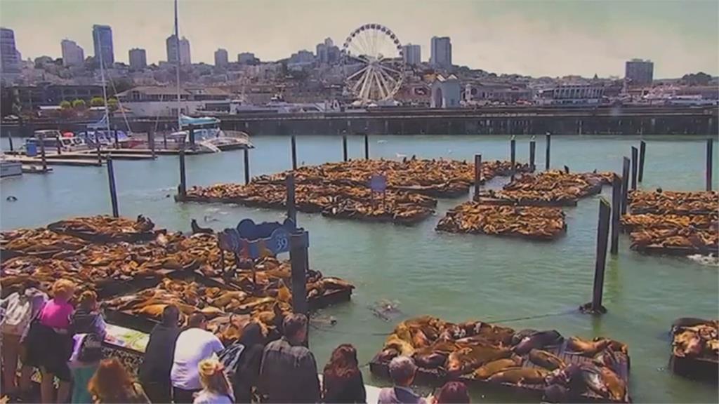 海獅數量創15年新高！　舊金山漁人碼頭迎盛會