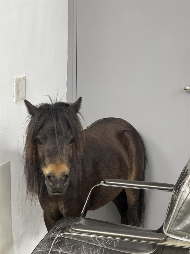 快新聞／北投奇景！驚見「迷你馬」過馬路　飼主下場慘了「恐吞600元罰單」