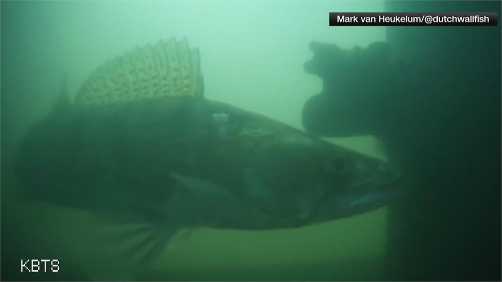 荷蘭學者運河安裝「魚門鈴」　協助魚群洄游產卵