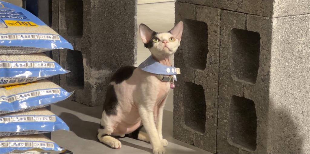 毛孩新商機　邊陪玩邊喝咖啡！　複合式寵物精品館　打造毛孩快樂天堂