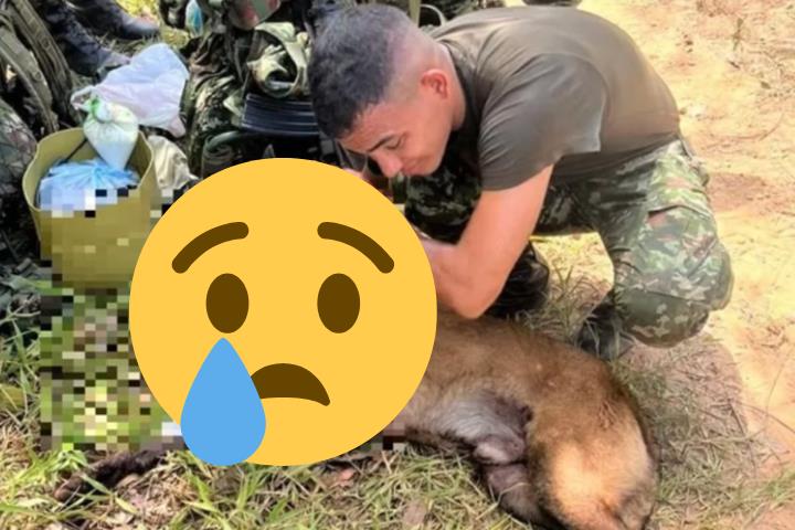 英勇警犬救數百人重傷殉職!炸斷腿仍拚命爬回主人懷中…淚崩送別畫面曝