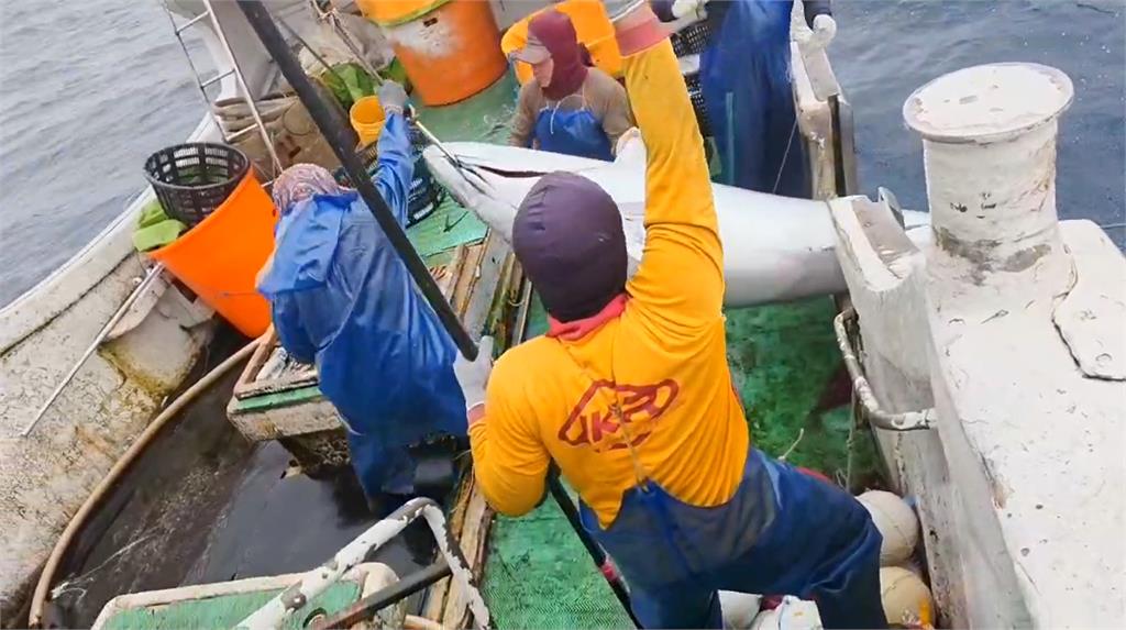 連莊「蘇澳第一鮪」　去鰓後重270KG　船長盼拍出好價