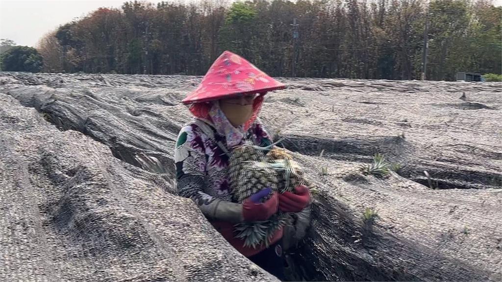 農民好熱無處躲! 農民分享防中暑妙招
