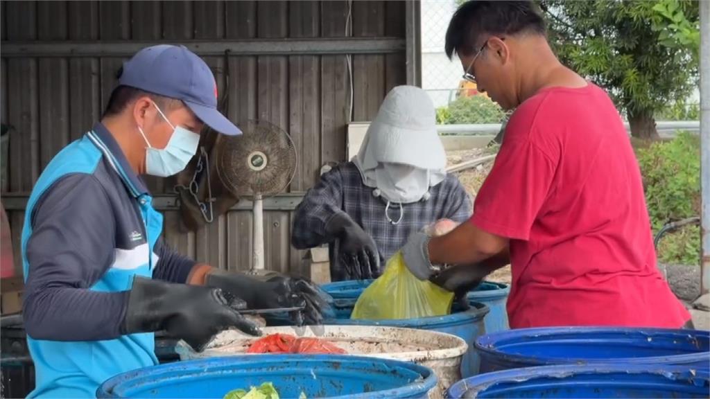 密集恐懼慎入!彰化清理廚餘奇兵 「黑水虻部隊」參戰非洲豬瘟風暴