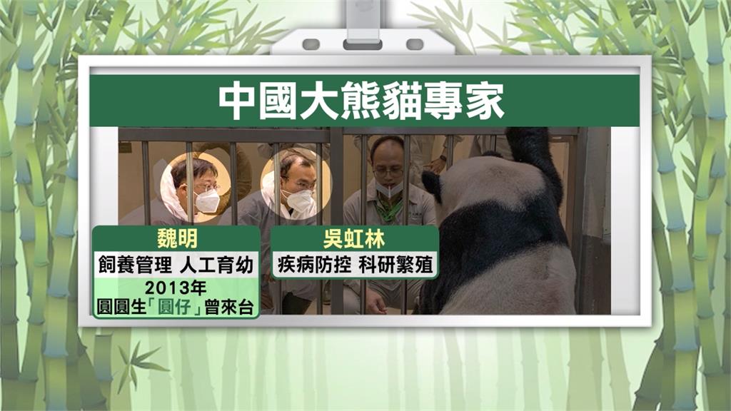 中國2位大貓熊專家來了！　抵台直奔動物園探視「團團」　畫面曝光