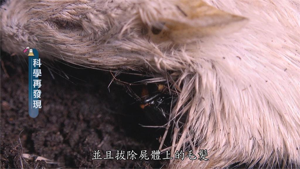 自然界清道夫「埋葬蟲」　啟動循環養育新生命