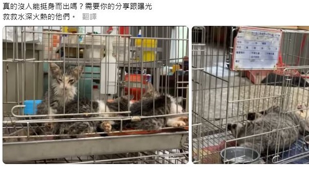 宜蘭動物收容所遭爆「像煉獄」 貓隻生存困難 所方出面澄清