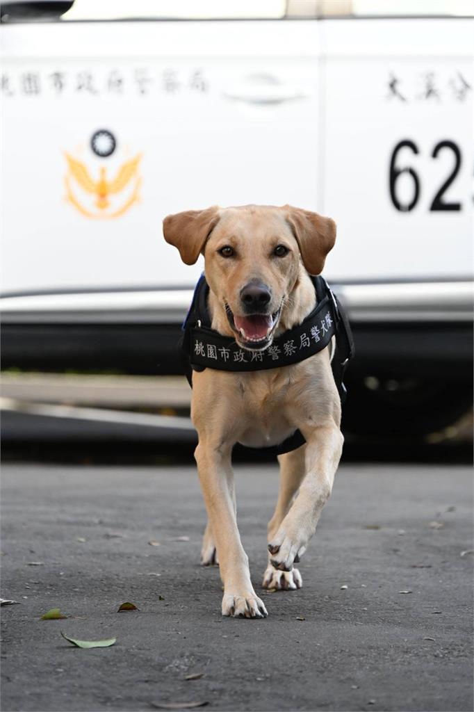 汪汪隊!桃園警犬隊正式成軍 張善政出席儀式授予犬階