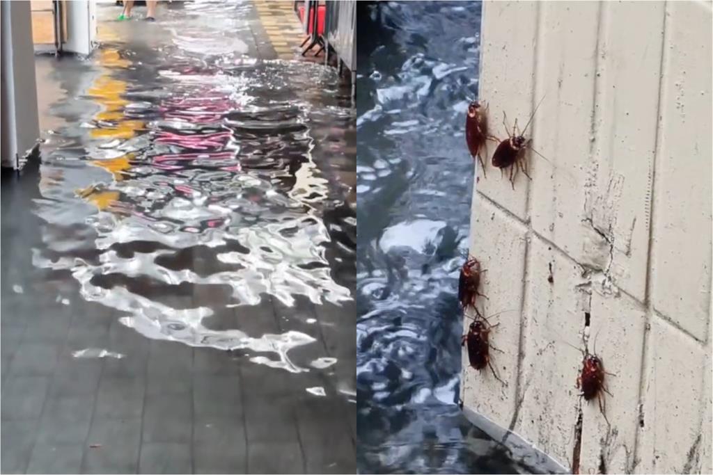大雨沖出萬隻小強！西門町驚見「咖色蟑螂海」網轟蔣萬安：台北鍋底是蟑螂嗎