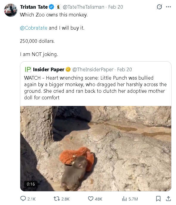 「玩偶小猴」Panchi暴紅癱瘓動物園！爭議網紅「砸700多萬收購」網怒嗆…