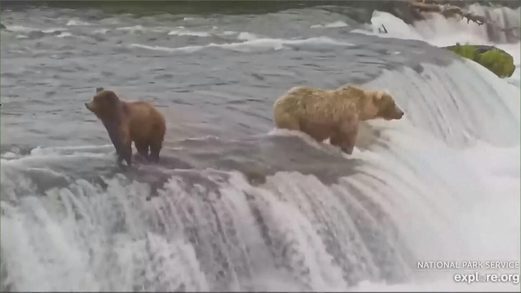 超過150萬人投票！　阿拉斯加「胖熊賽」登場　超過540kg大棕熊奪冠