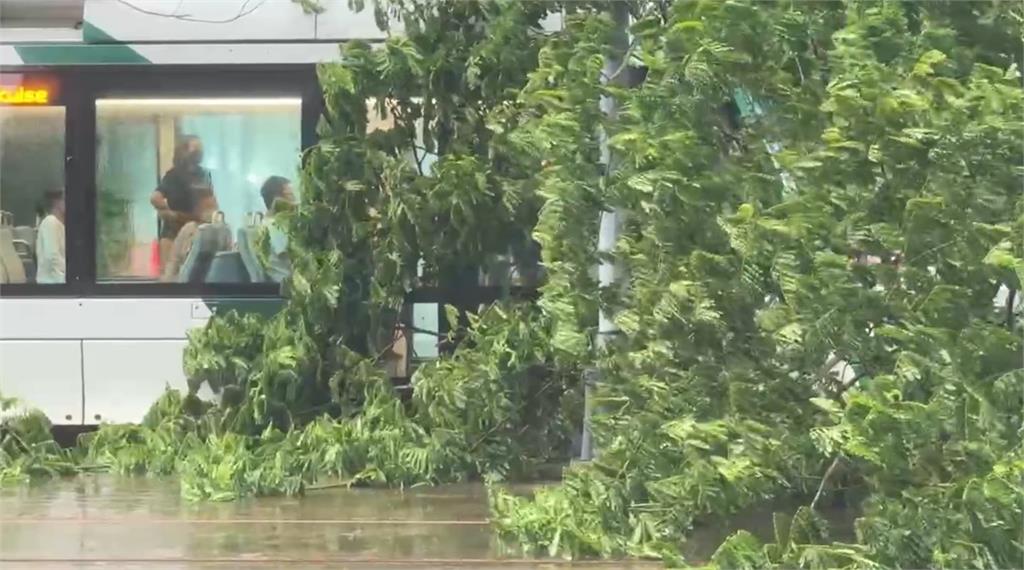 最新／高雄豪雨太猛！路樹倒塌