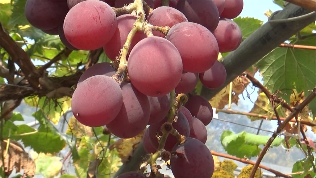 「蜜紅葡萄」融入火鍋食材　穀倉餐廳懷舊風