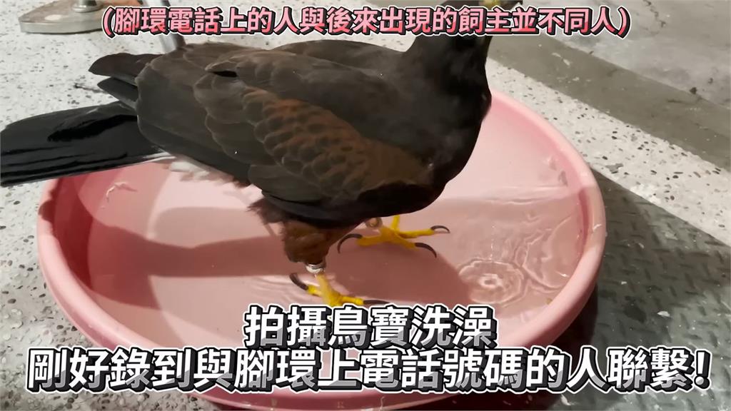 飼主拿不出證明！專家遭罵故意「侵占老鷹」　他嘆：沒人能承擔冒領