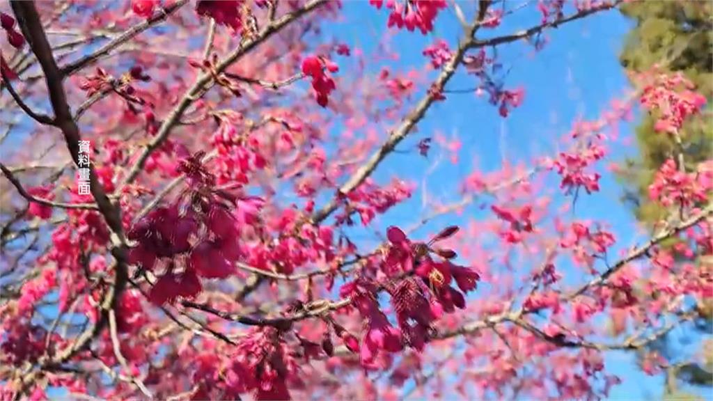 武陵櫻花季訂房開搶　不到3分鐘銷售一空