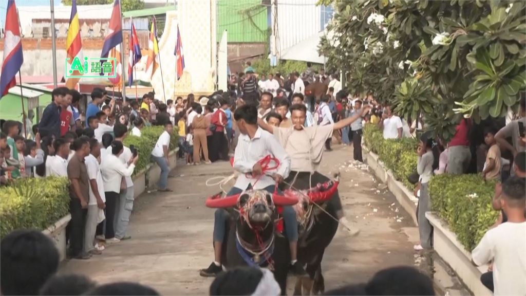 柬埔寨「亡者節」緬懷祖先　水牛賽馬狂飆、萬人祈福