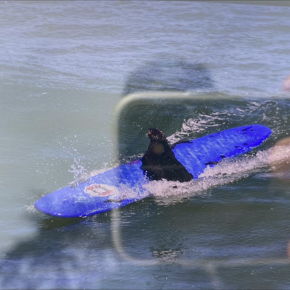 加州惡霸海獺「搶衝浪板」騷擾遊客！抓也抓不到　背後原因曝光