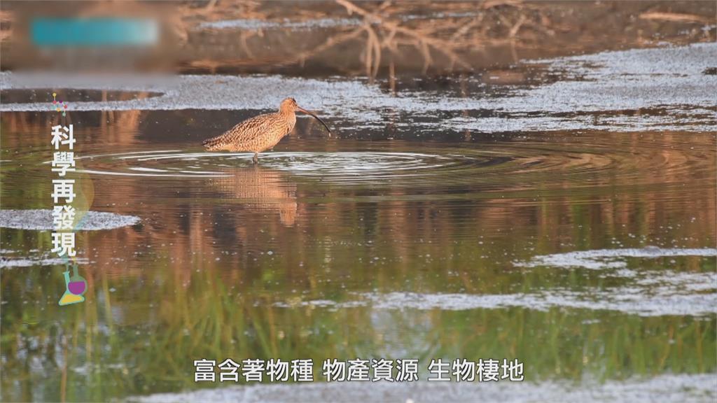 濕地價值被忽視　盼提升國人正確認知