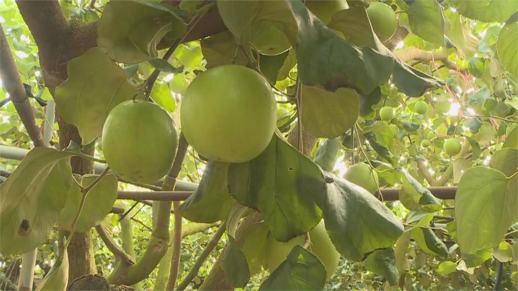 氣候影響產量減 農曆年前蜜棗每公斤漲近20元