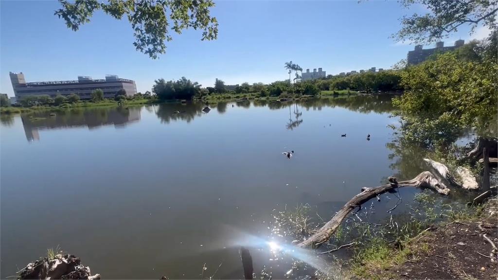 羅東貯木池漂死魚傳惡臭　疑水溫增高水中溶氧驟降導致