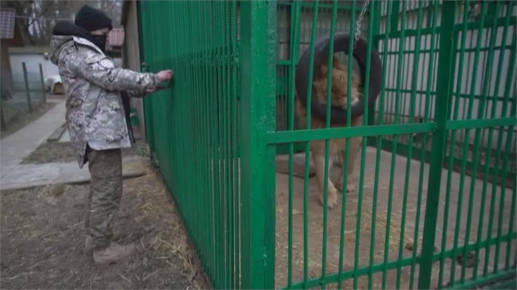 烏俄戰爭急逃難！富商棄養私人動物園　她成立避難所：每日耗百公斤肉