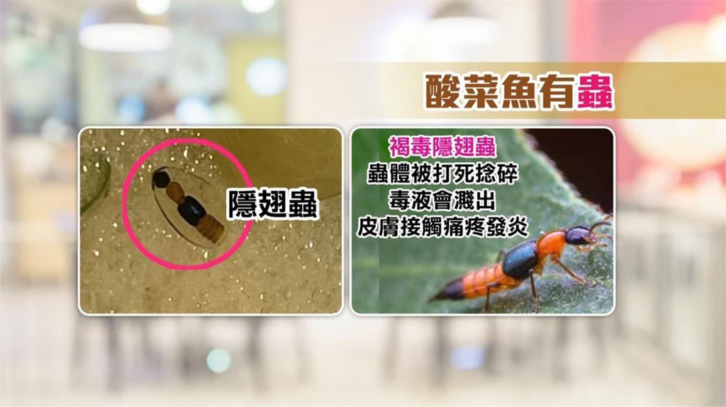 酸菜魚料理竟有隱翅蟲 餐廳一開始瞎扯是花椒粒