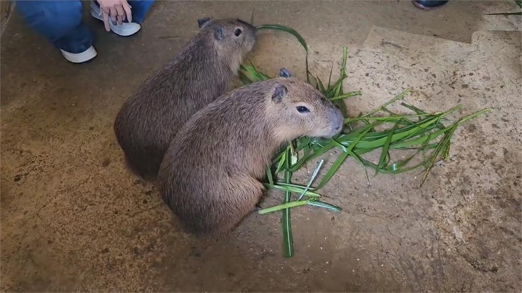 風強雨大太可怕?颱風天蹺家水豚君「小豬」自行返家 主人鬆口氣