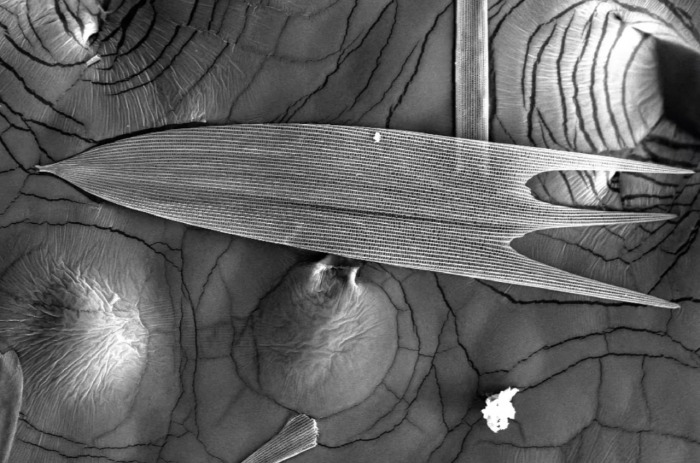 研究指「飛蛾鱗片」能吸收87％噪音　科學家：有望成超薄吸音壁紙