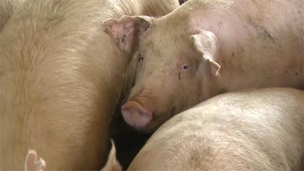 南韓再爆非洲豬瘟！　防疫警報升至「最高等級」全國禁運48小時