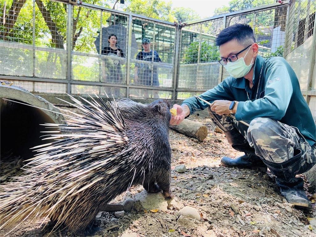 快新聞／15位超級奶爸父親節快樂！　壽山動物園保育員陪非洲象阿里40年如父女