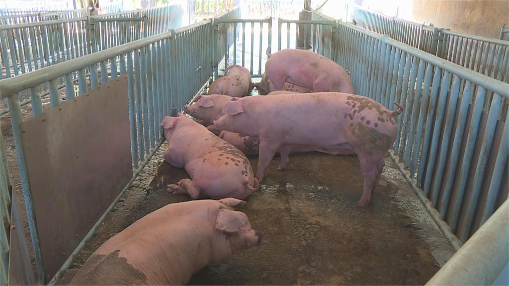 肉品市場遭控操縱豬價　黃偉哲：將請政風處調查