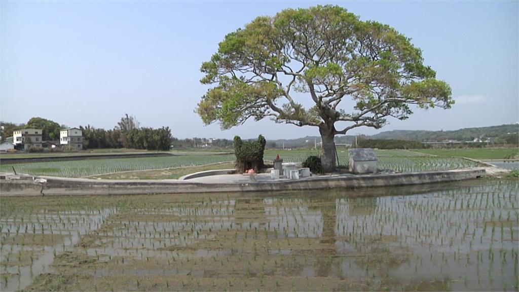 超萌龍貓土地公廟危機！ 大樹葉枯黃白蟻蝕樹幹