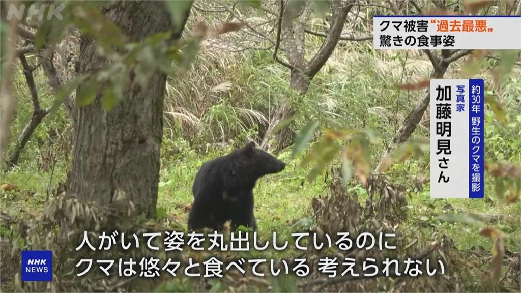 日本熊攻擊事件暴增！　7旬老婦疑似遭熊攻擊身亡