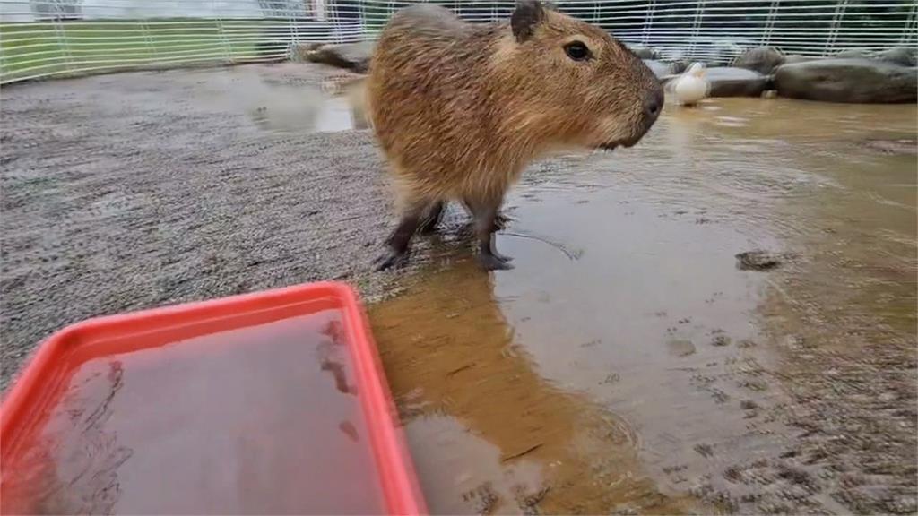 風強雨大太可怕?颱風天蹺家水豚君「小豬」自行返家 主人鬆口氣
