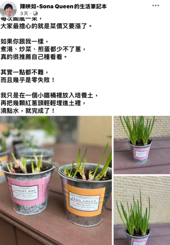 颱風過後菜價飆漲荷包大失血？專家親授「再生術」 剩蔥也能立大功！