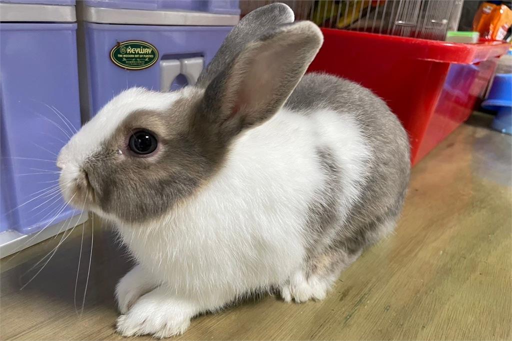 快新聞/領養不棄養!桃園市動保處舉辦認養活動 14動物盼回家