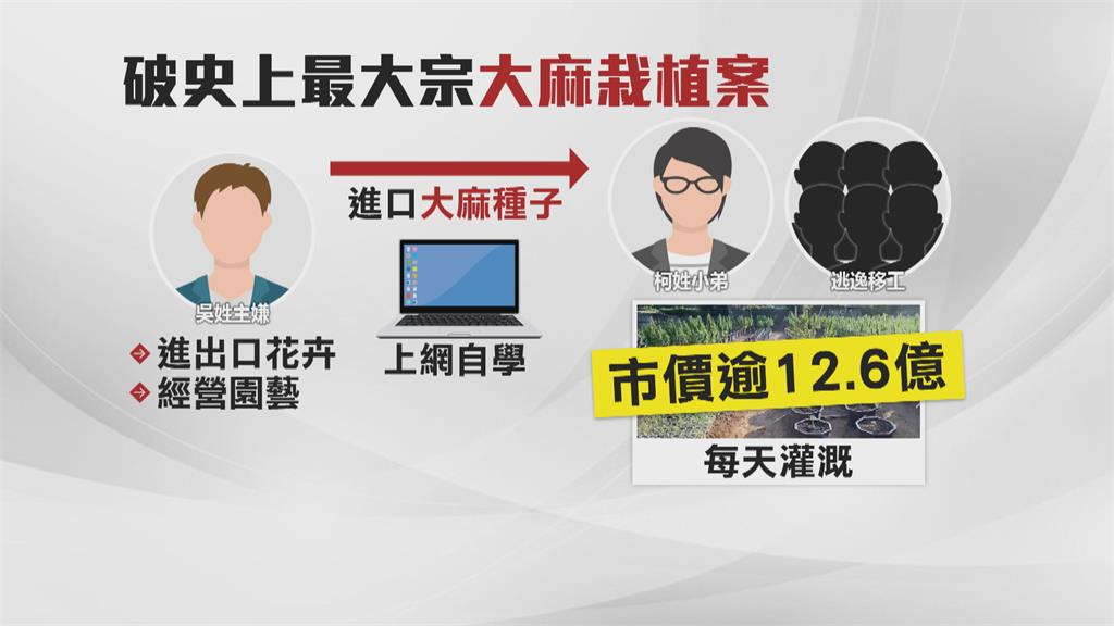 國內史上最大宗大麻案! 警破獲900坪大麻田 市價高達12.6億