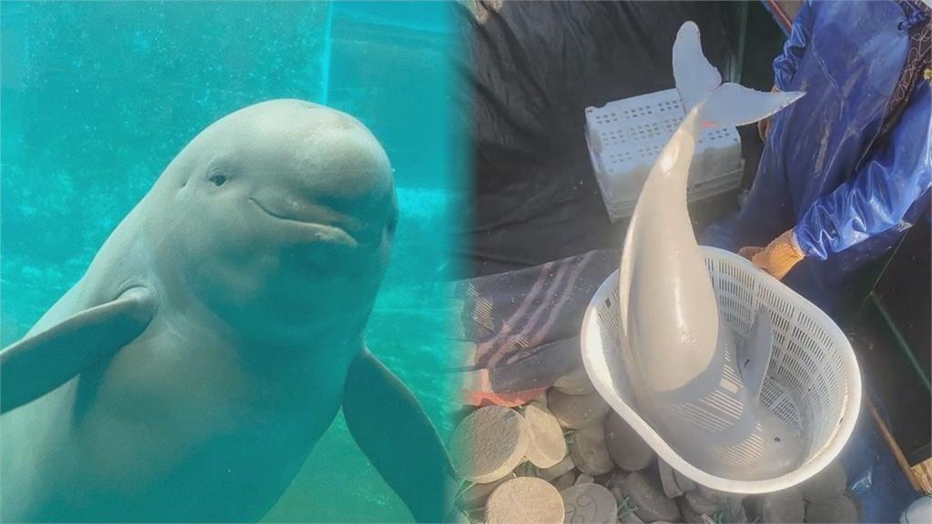漁民捕獲1公尺長「全身閃銀光」神奇生物!真實身分曝光 內行驚喊:坐牢魚