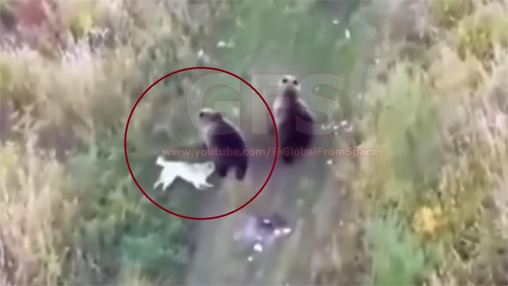 快新聞/二哈走丟「飼主出動無人機尋狗」 竟發現愛犬狂追棕熊玩耍