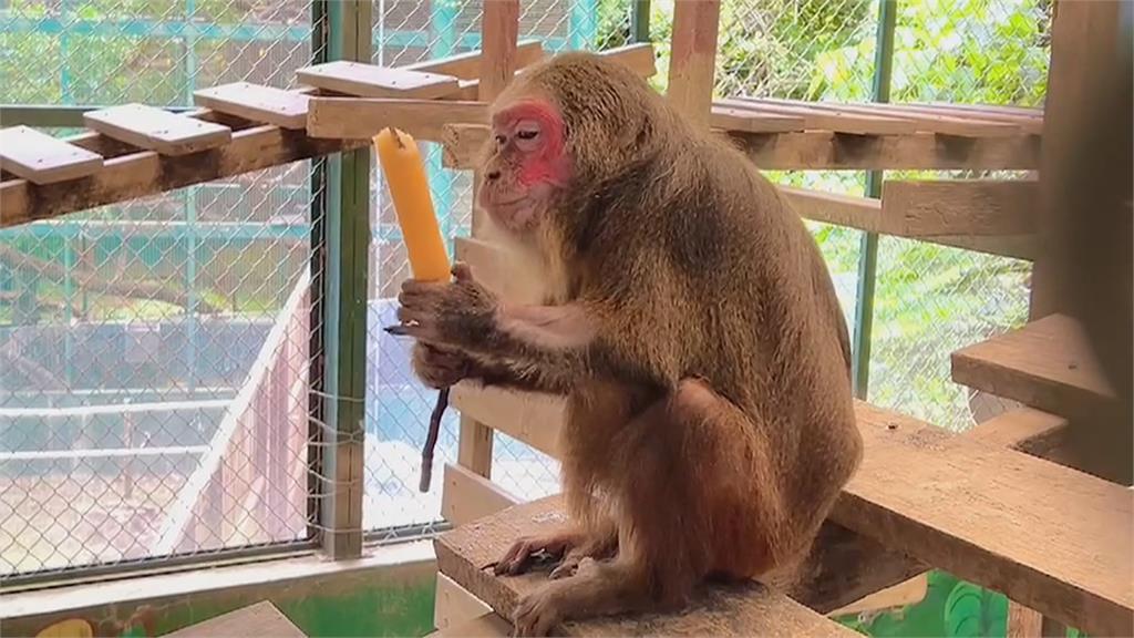 吃冰消暑！　壽山動物園合作冰店客製動物水果冰