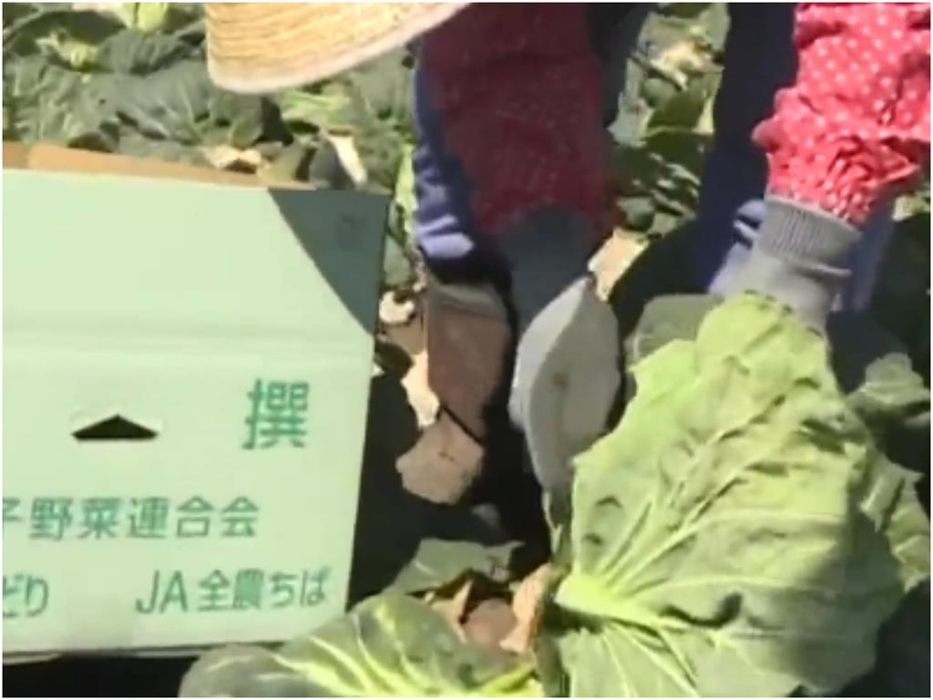 高麗菜「越重營養越豐富」?譚敦慈曝「2原則、3方法」脆又甜!